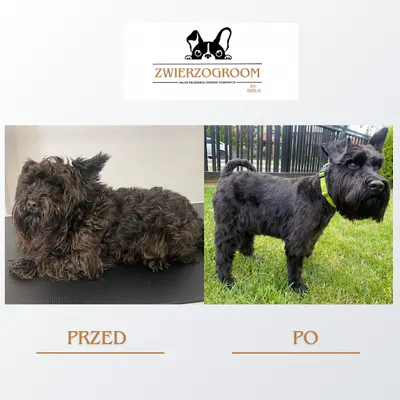 ZWIERZOGROOM Salon Pielęgnacji Zwierząt Domowych Psi Fryzjer